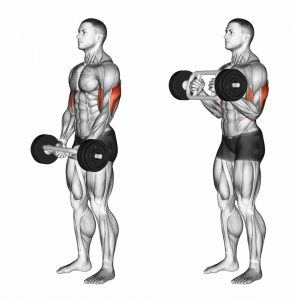 tricep bar hammer curl muscle works