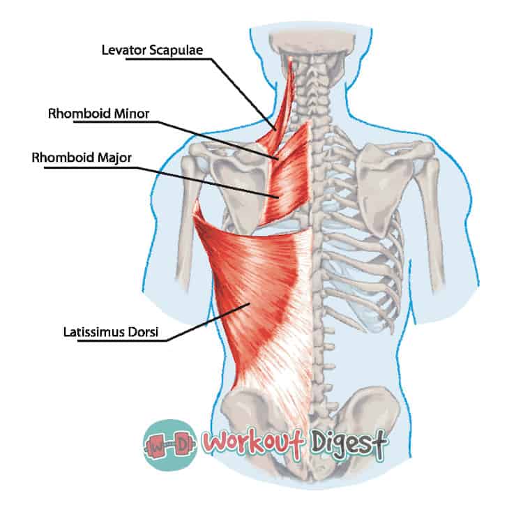 rhomboid muscle anatomy