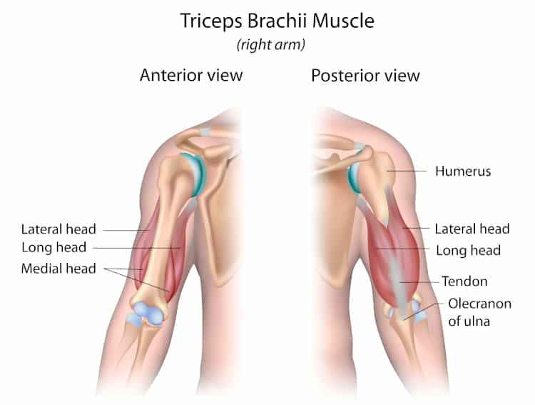 Lateral Head Tricep anatomy