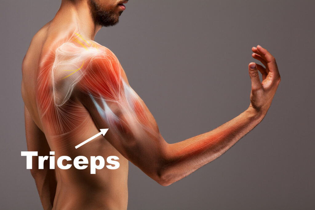Tricep workouts with dumbbells - Understanding your triceps
